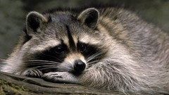 Animals raccoons Mammals