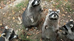 Animals raccoons Mammals