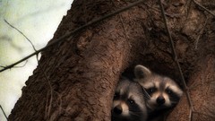 Animals raccoons tree trunk