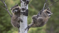 Animals raccoons tree trunk baby animals