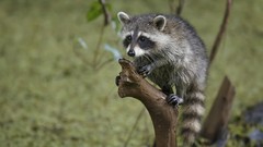 Animals racoon