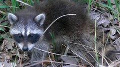 Animals racoon animal
