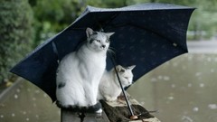 Animals rain cats Umbrellas
