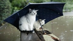 Animals rain cats Umbrellas funny