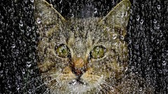 Animals rain cats water drops
