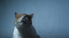 Animals rain glass cats wet