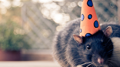 Animals Rats Partyhat