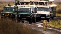 Animals reality feline