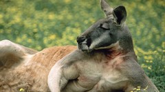 Animals red Australia kangaroos
