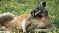 Animals red Australia kangaroos