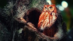 Animals red Birds forests Owls