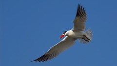 Animals red Birds gull