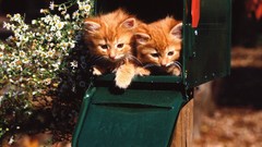 Animals red cats Kittens mail long hair