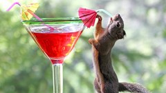 Animals red cocktail drinks drinking squirrels blurred 