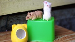 Animals red eyes albino hamsters