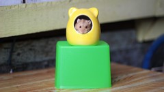 Animals red eyes pets hamsters