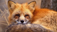 Animals red foxes