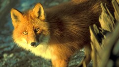 Animals red foxes