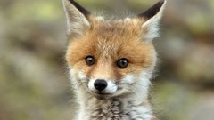 Animals red foxes baby animals