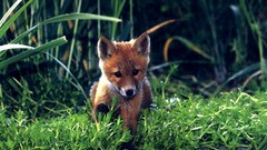 Animals red foxes baby animals
