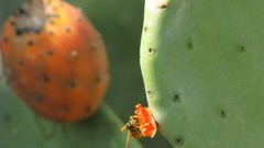 Animals red Green cactus bees iran depth of field cactus 