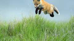 Animals red jumping foxes
