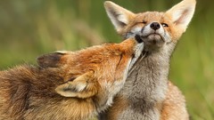 Animals red mother canine foxes baby animals