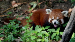 Animals red pandas
