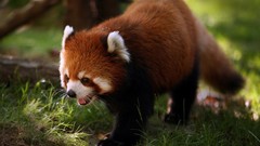 Animals red pandas