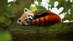 Animals red pandas