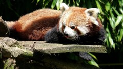 Animals red pandas