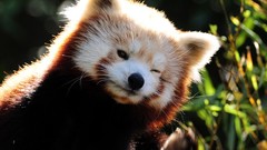 Animals red pandas