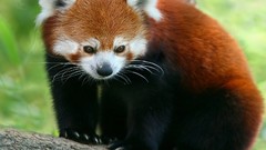 Animals red pandas