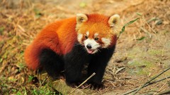 Animals red pandas