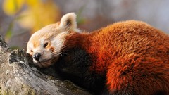 Animals red pandas