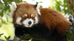 Animals red pandas