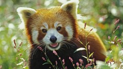 Animals red pandas