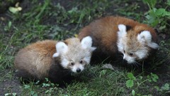 Animals red pandas