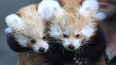 Animals red pandas