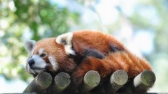 Animals red pandas