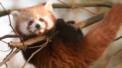 Animals red pandas