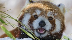 Animals red pandas