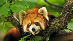 Animals red pandas