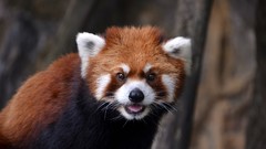 Animals red pandas