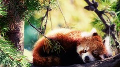 Animals red pandas