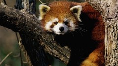 Animals red pandas