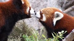 Animals red pandas affection