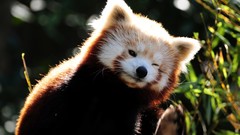 Animals red pandas wink