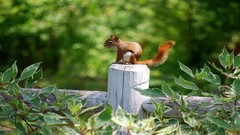 Animals red rocks squirrels