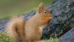 Animals red Scotland squirrels